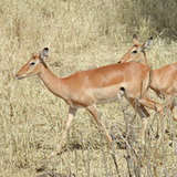 Tarangire - Impalas